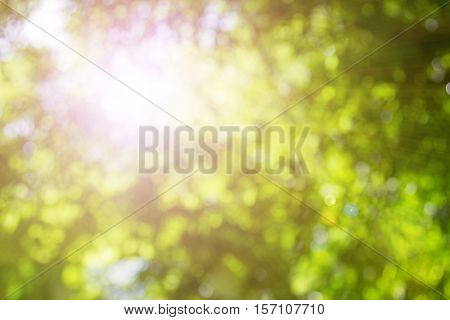 Blurred nature background.Backdrop with color and bright sun light. Summer holidays concept.bokeh background or Christmas background.Green Energy.Christmas Blurred.