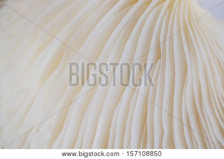 abstract background macro image of mushroom Sajor-caju mushroom