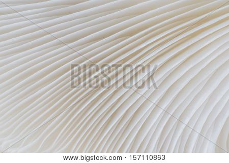 abstract background macro image of mushroom Sajor-caju mushroom