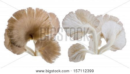 close up of Grey oyster mushroom isolated on white background. Sarjou-caju Mushroom Indian mushroom