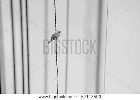 pigeon birds perched on a electric wire. Black and White tone