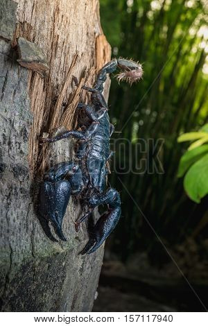 Closeup view of a scorpion on wood in nature.