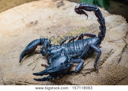 Closeup view of a scorpion on wood in nature.