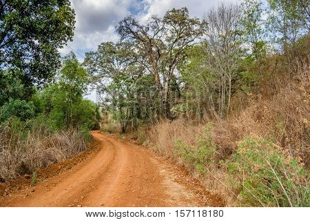 Horizontal photo in color of a dirt road with trees beside the way and red ground