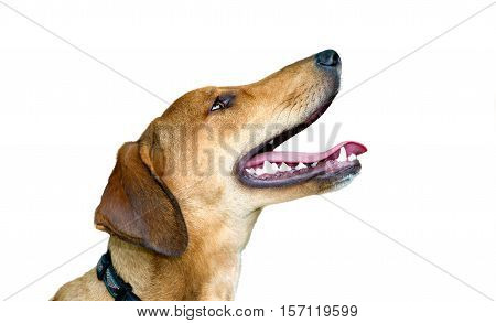 Happy dog isolated on white background is an excited eager puppy dog with a big smile on his face.