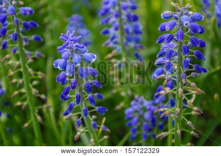 a field of fresh lupin wild flowers closeup
