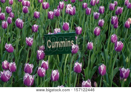 a pink tulip field in the garden or park