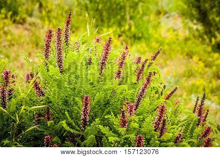 Colorado roadside wildflower bush with pink blossoms and fern-like leaves