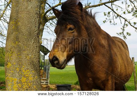a brown iceland horse standing on the pasture and green medow