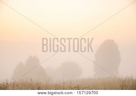 thick morning fog in the summer forest. thick morning fog in the forest at pond. Morning landscape in summer thick fog. dense fog in the morning.  early morning. forest hiding in the fog. forest path