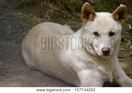 this dog is a cross breed between a white dingo and a golden dingo he is resting