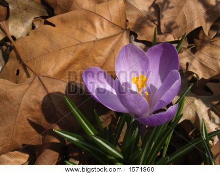 Flowers: Purple Crocus (Crocus Vernus) In Dead Leaves