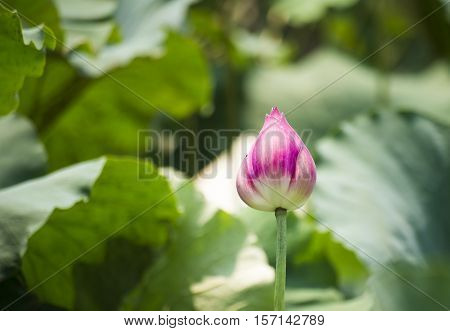 pink lotus buds flower with blur lotus leaf background