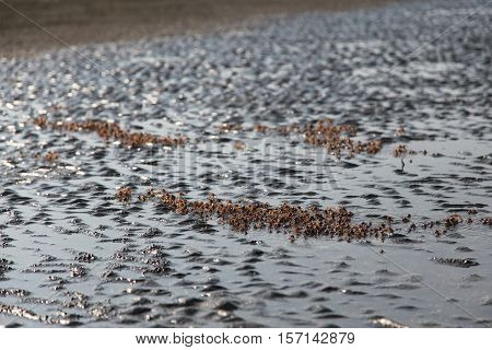 many of red crab on beach in the sea when water down
