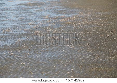 many of red crab on beach in the sea when water down