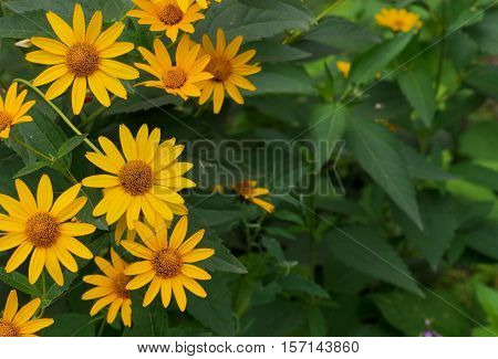 Green and yellow flowerbed of Heliopsis helianthoides yellow flowers