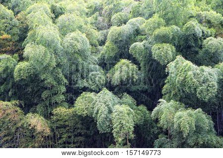 Bamboo Trees