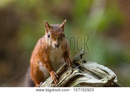 British native Red Squirrel on old tree branch on Brownsea Island Dorset