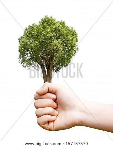 Holding a camphor tree environmental protection concepts.