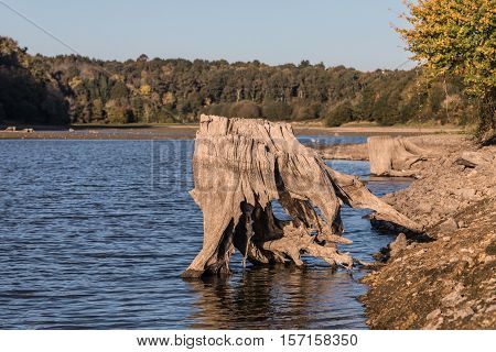 Tree stump at the lake of jaunay (Vendee, France)