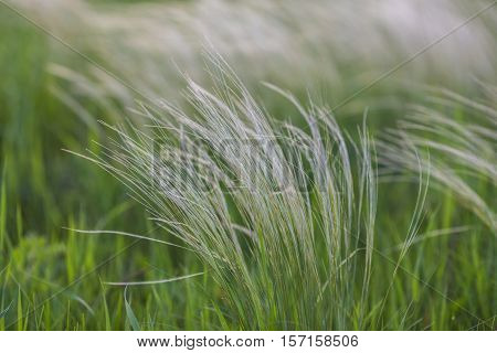 Field With Wild Grasses At Sunset. Selective Focus.
