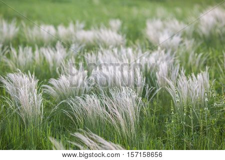 Field With Wild Grasses At Sunset. Selective Focus.