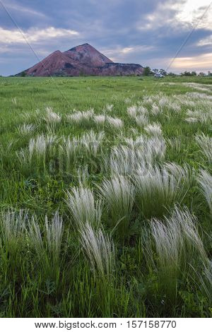 Steppe Of Feather Grass