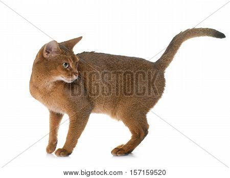 Abyssinian cat in front of white background