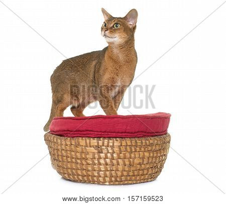Abyssinian cat in front of white background