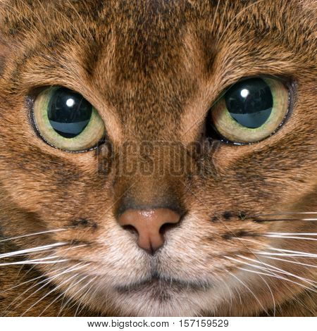Abyssinian cat in front of white background