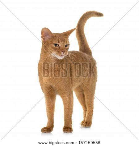 Abyssinian cat in front of white background