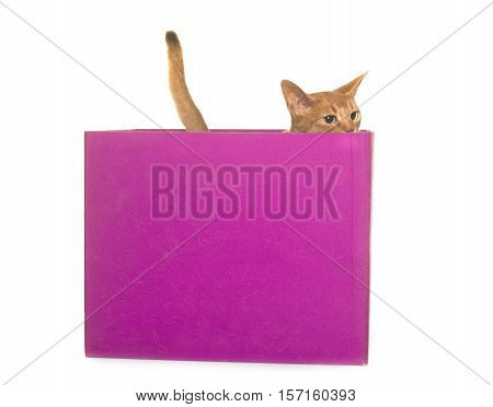 Abyssinian cat in front of white background
