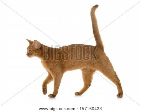Abyssinian cat in front of white background
