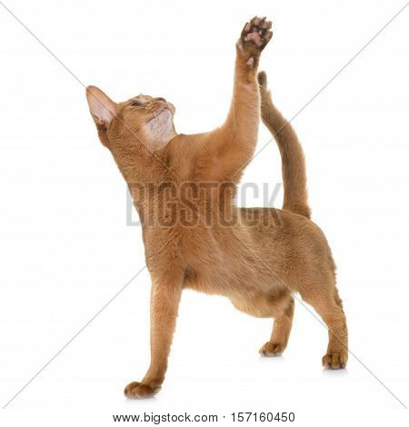 Abyssinian cat in front of white background