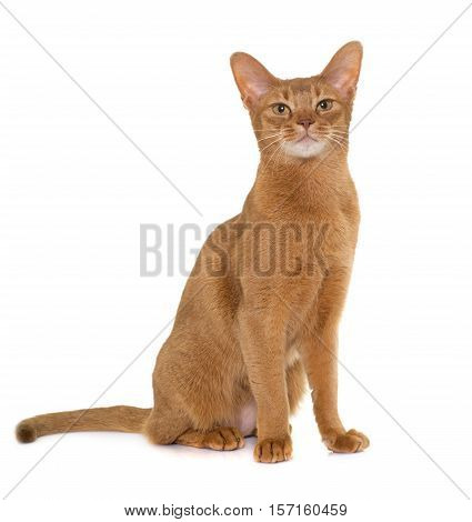 Abyssinian cat in front of white background