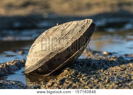 Large shellfish on the lake of Jaunay  (Vendee, France)
