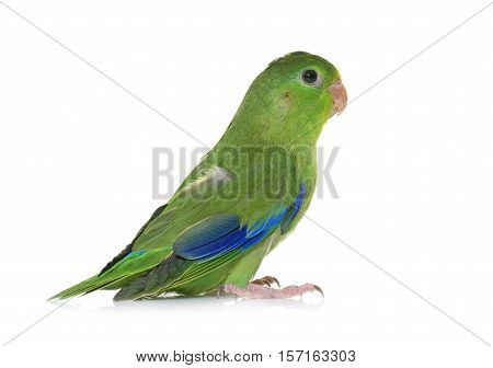 Pacific parrotlet in front of white background