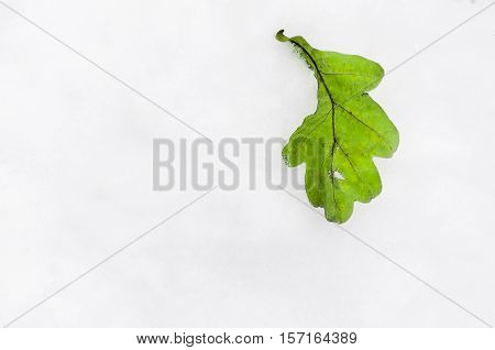 Green Oak Leaf On The Snow
