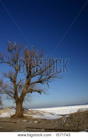 Albero solitario