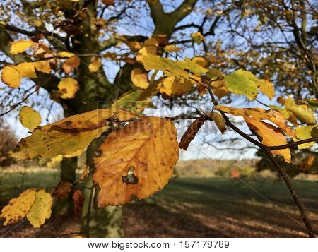 Autumn leaves on a tree