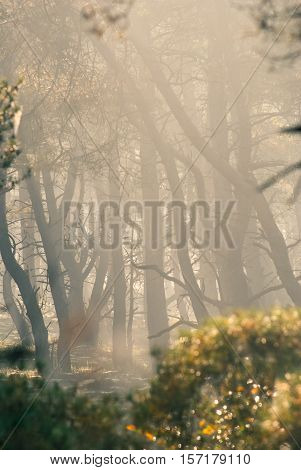 Autumn forest with bare trees and misty atmosphere