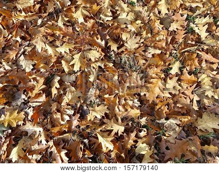Carpet of autumn leaves