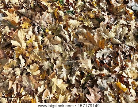Carpet of autumn leaves