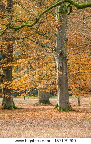 Autumn forest with tree branches and colored leaves on the ground