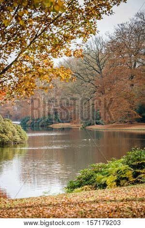 Autumn forest with tree branches and colored leaves on the ground