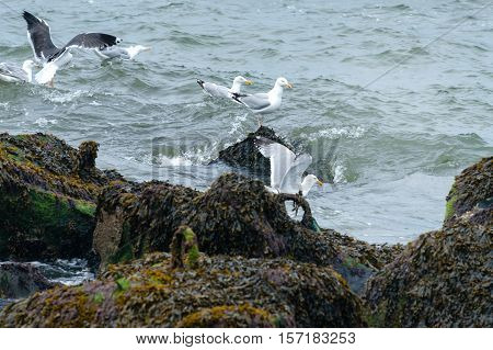 seagulls on the pier in Hoek van Holland Netherlands