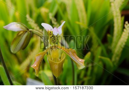 one lovely brown and green orchid from asia picture is taken in Gothenburg