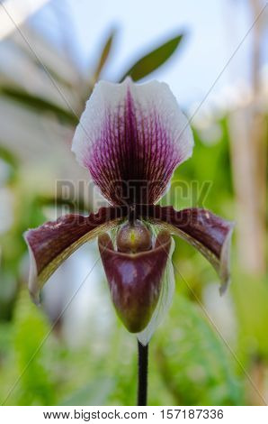one lovely Dark purple orchid from asia picture is taken in Gothenburg