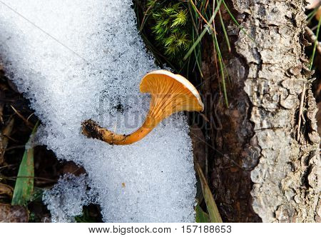 yellow mushroom in snow a frosty day the mushrom lay on the snow