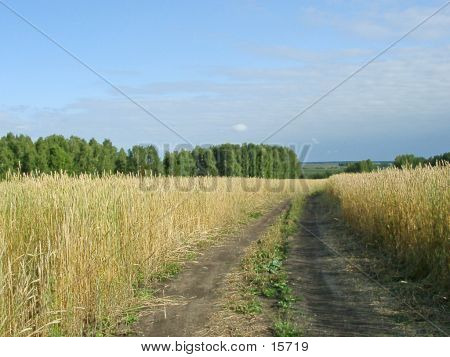 Sklizeň.